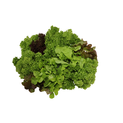 Fancy Green Lettuce